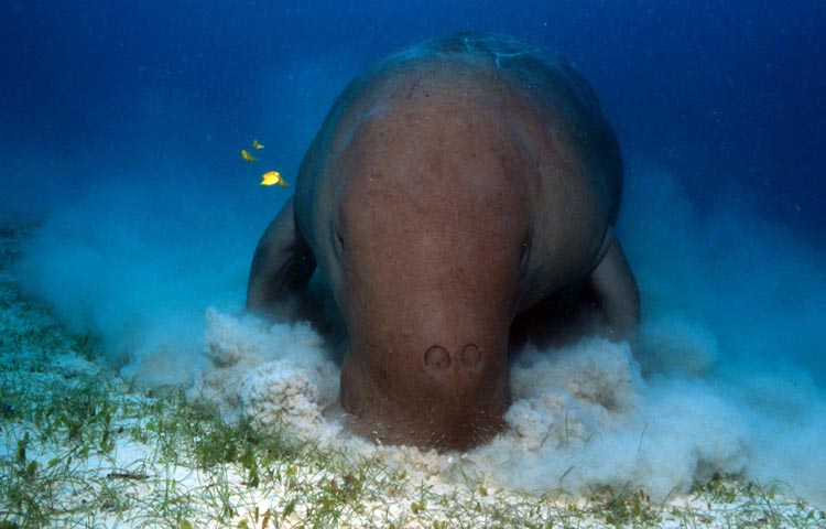 Dónde vive el dugongo