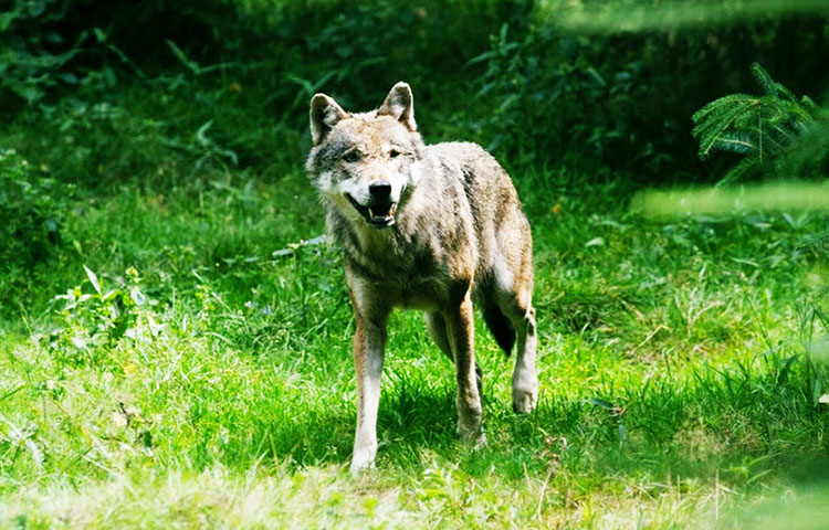 Dónde vive el lobo europeo – Sooluciona