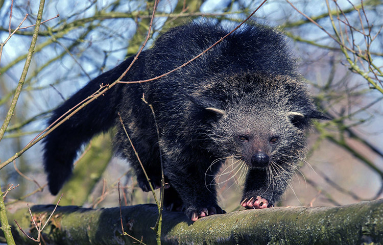 Que come el binturong