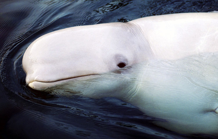 Qué comen las belugas