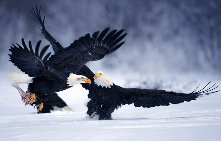 a que velocidad puede volar un aguila calva