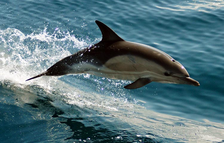 alimentacion de los delfines
