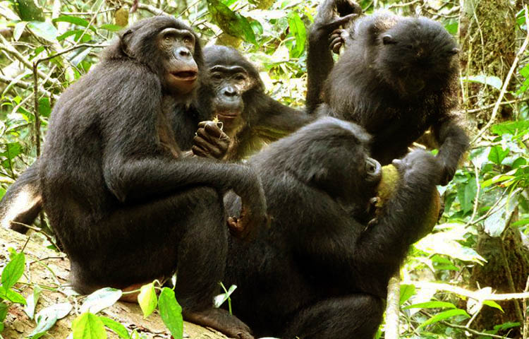alimentacion del bonobo