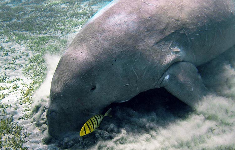 alimentacion del dugongo