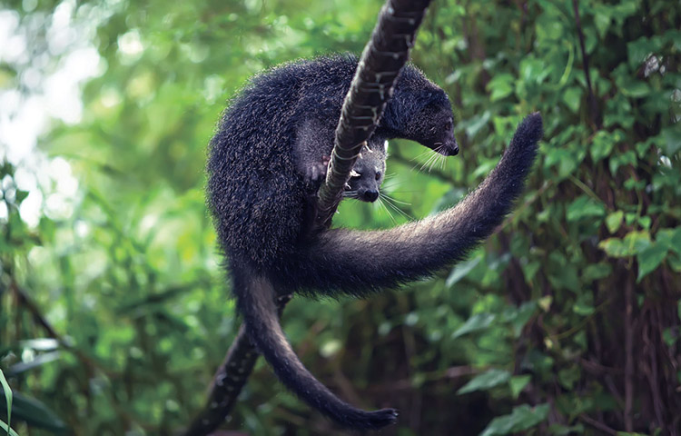 el binturong está en peligro de extinción