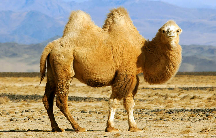 camello bactriano en peligro de extincion