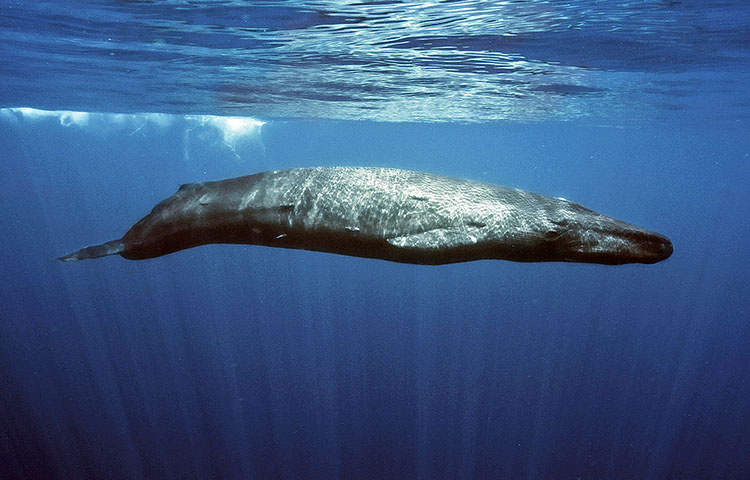 Cómo se comunican las ballenas azules