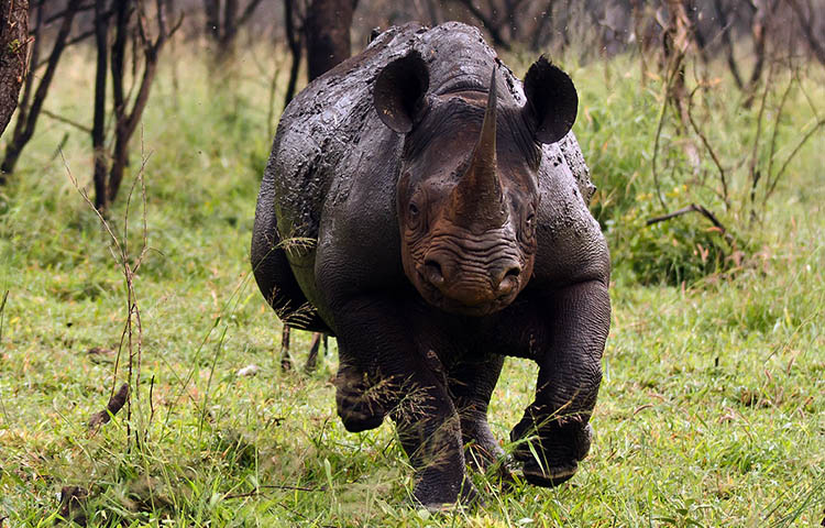 comportamiento y temperamento del rinoceronte negro