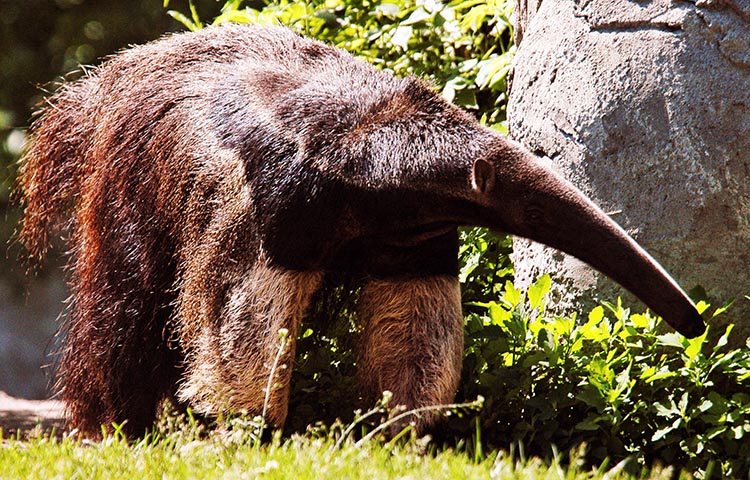 cuanto mide el oso hormiguero gigante