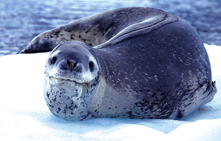 cuanto mide la foca leopardo