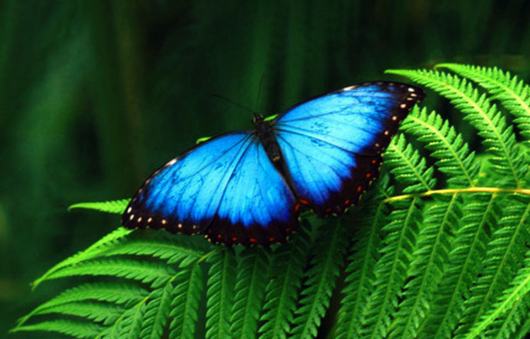 cuanto mide la mariposa morfo azul