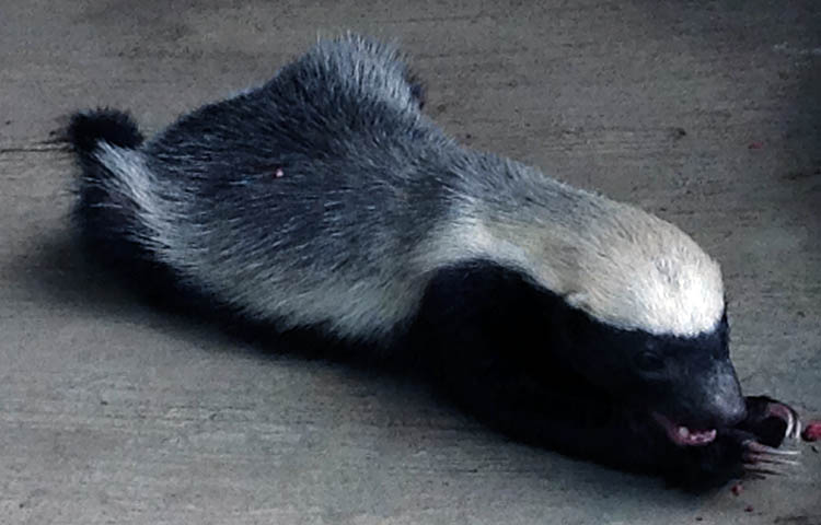 cuanto pesa y mide el ratel