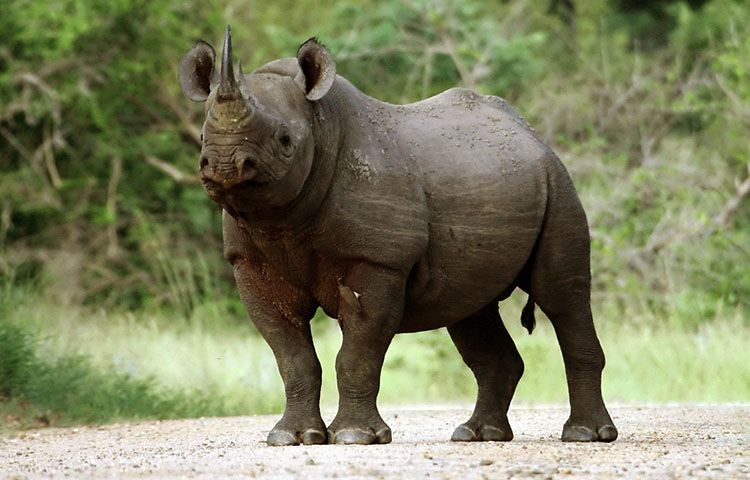 cuanto pesa y mide el rinoceronte negro