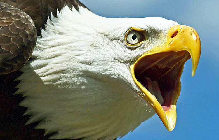 Cuántos años vive el águila calva – Sooluciona