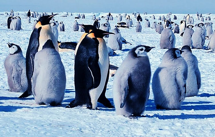 cuanto vive el pinguino emperador