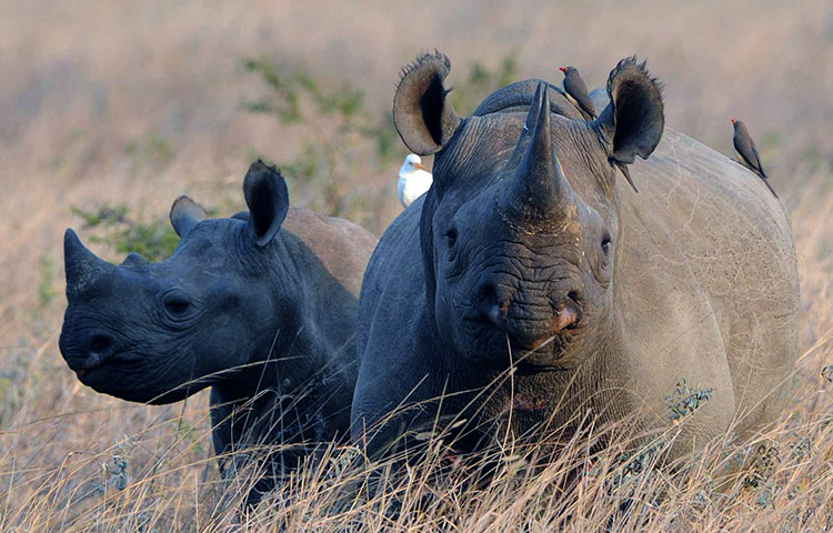cuanto vive el rinoceronte negro