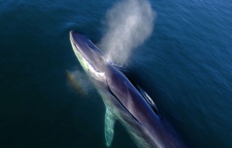 curiosidades sobre la ballena azul