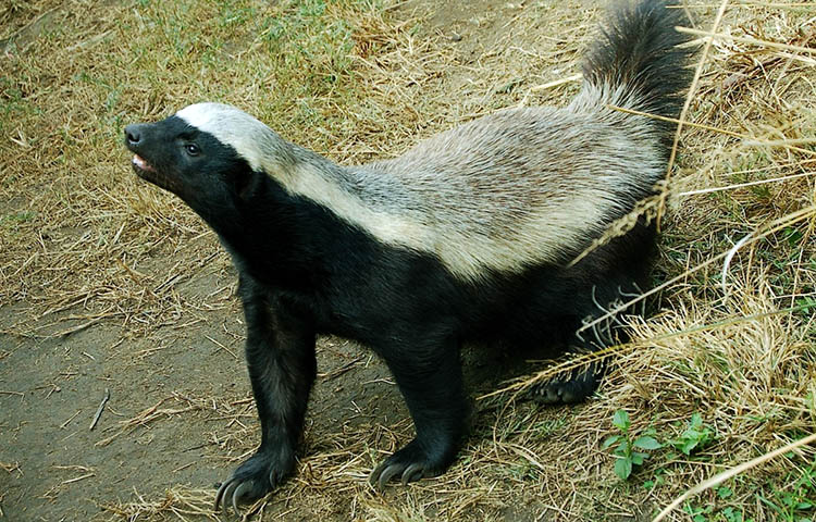 depredadores del ratel