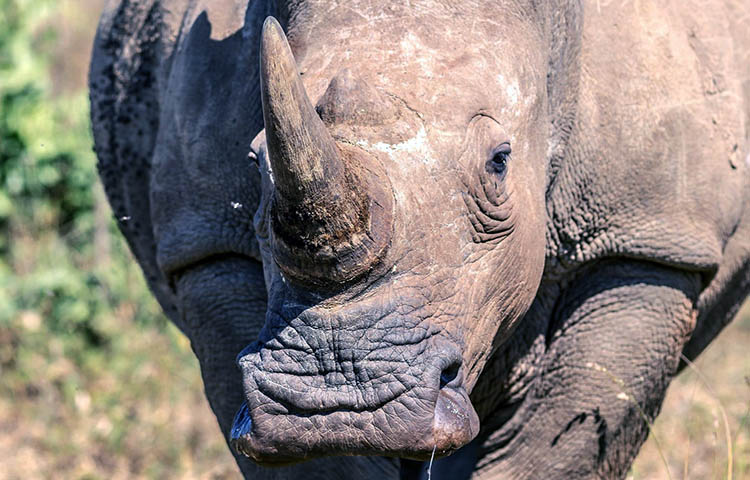diferencias entre el rinoceronte negro y el blanco