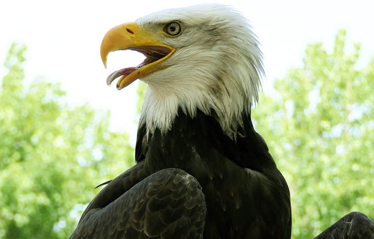 Dónde vive el águila calva – Sooluciona