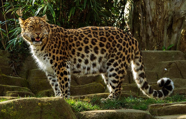 donde vive el leopardo del Amur