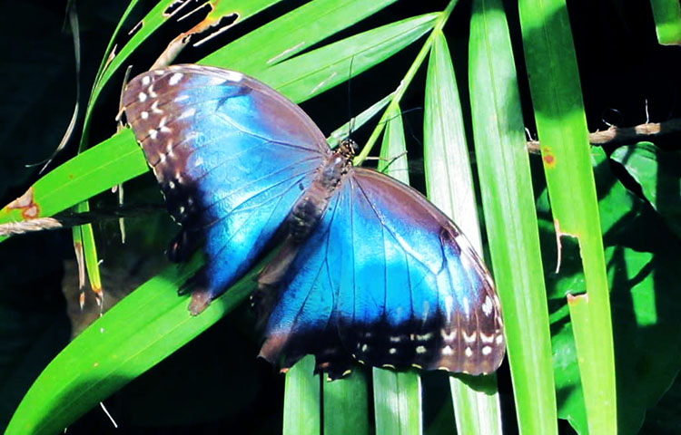 donde vive la mariposa morfo azul