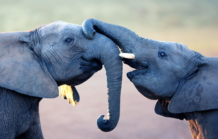 Por qué los elefantes están en peligro de extinción