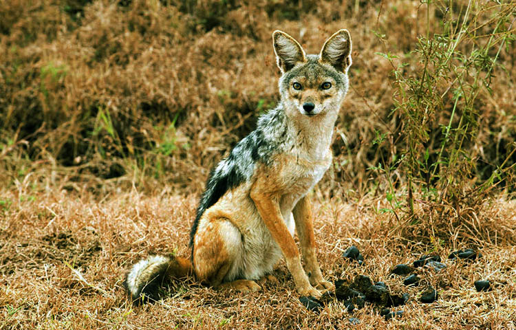 gestacion del chacal de lomo negro