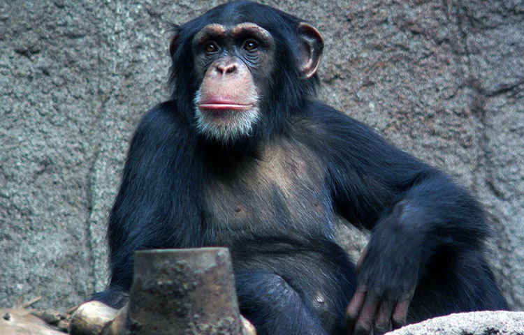 habitat del chimpance