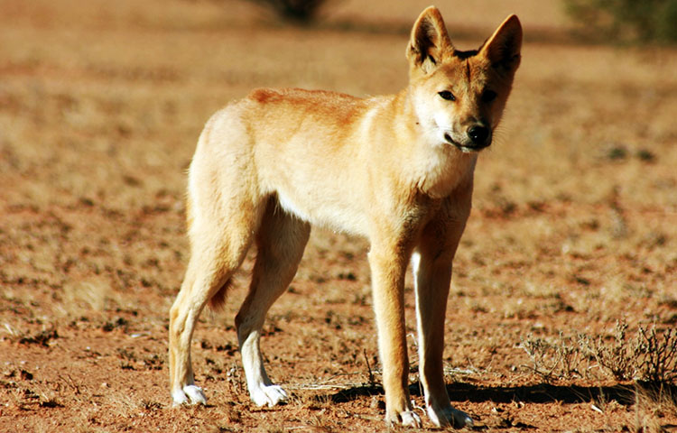 habitat del dingo