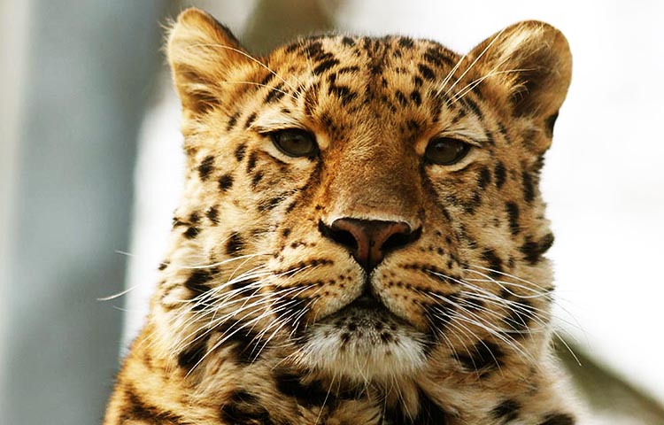leopardo del Amur está en peligro de extinción