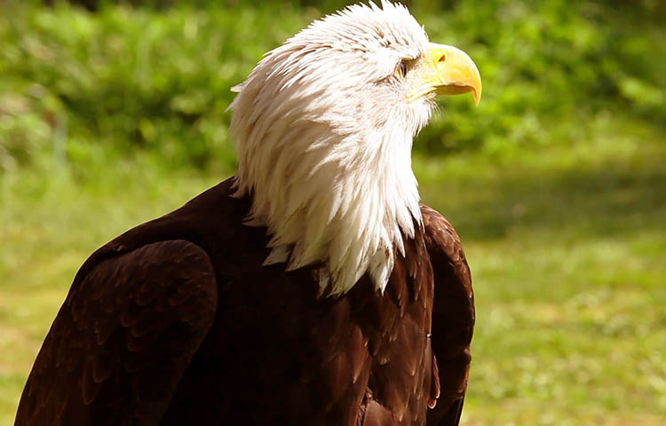 nombre científico del aguila americana