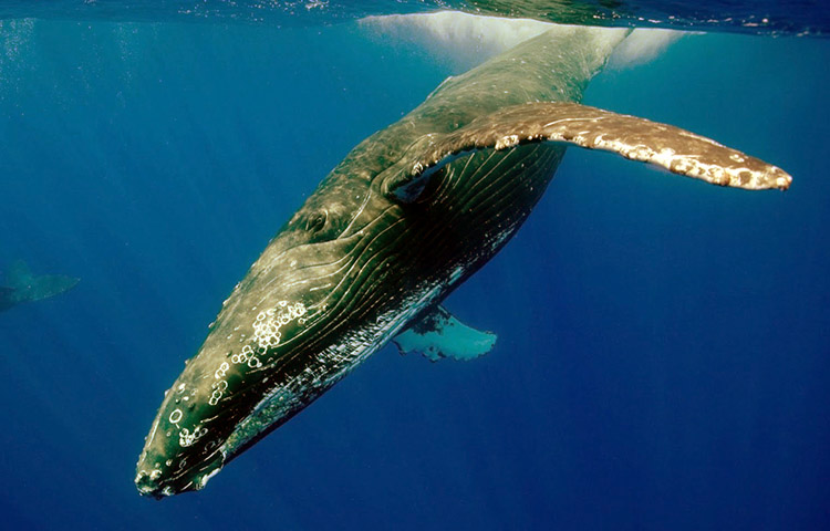 peso de la ballena azul