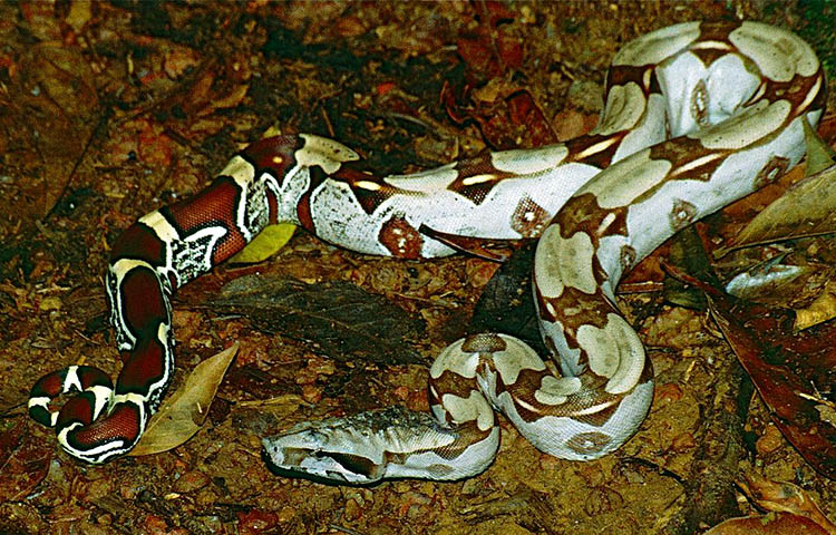 presas de la boa constrictor