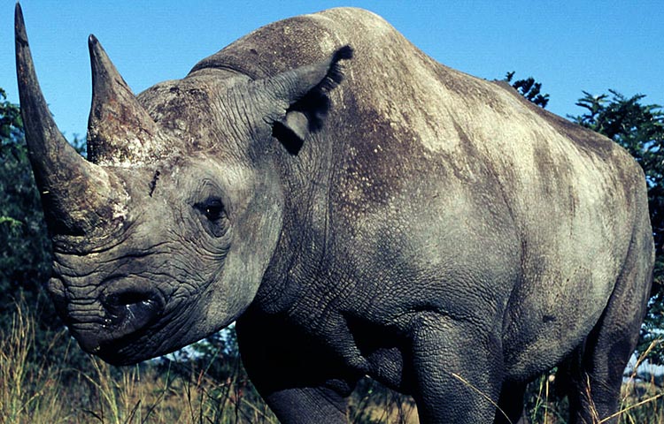 que come el rinoceronte negro