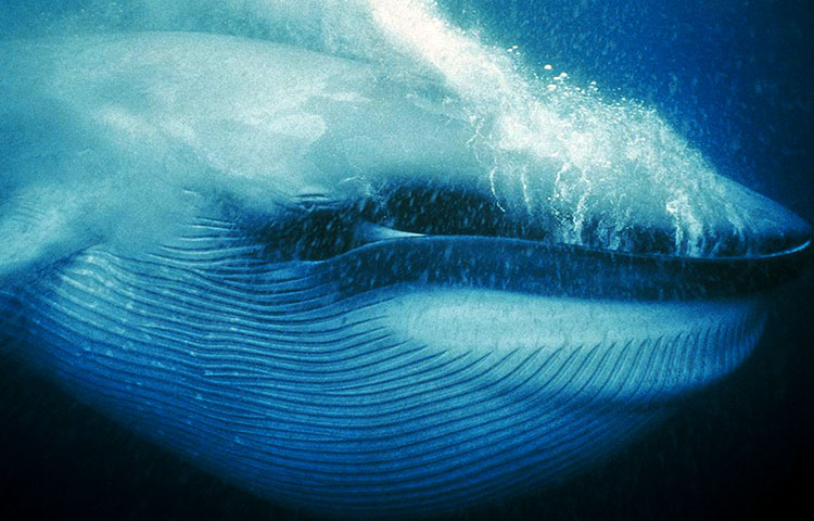 que come la ballena azul