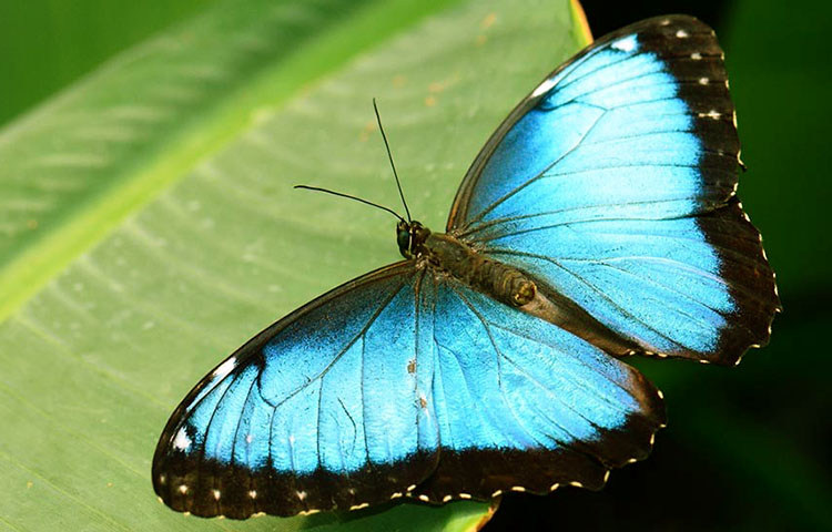 que come la mariposa morfo azul
