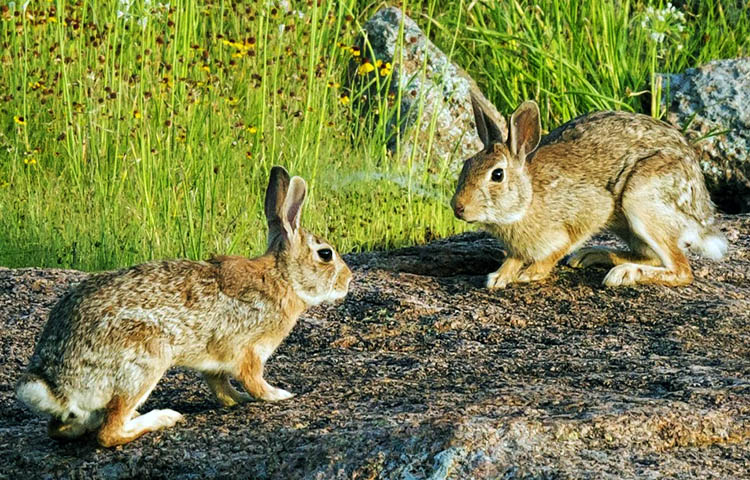 similitudes entre la liebre y el conejo