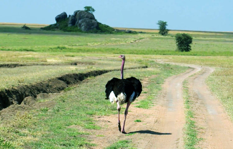 velocidad pueden correr las avestruces