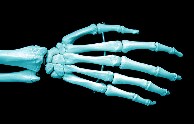 Cuantos huesos hay en el cuerpo humano