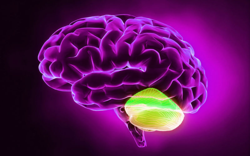 Diferencias entre cerebro y cerebelo