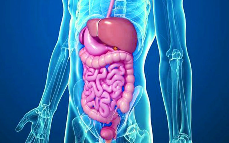 Diferencias entre excreción y egestión