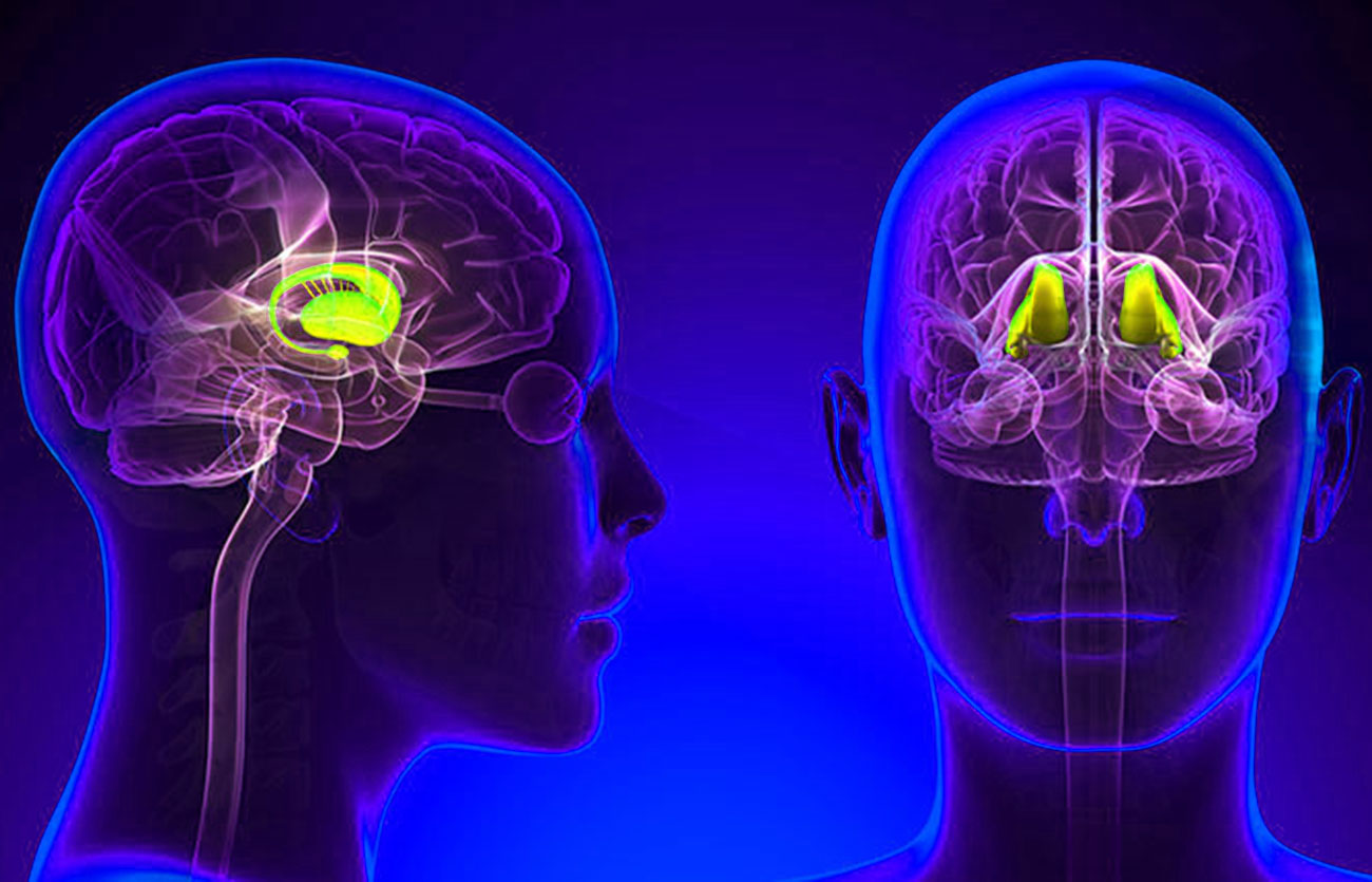 Diferencias entre el hipotálamo y el tálamo