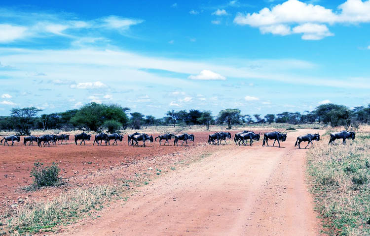 Parque Nacional del Serengeti