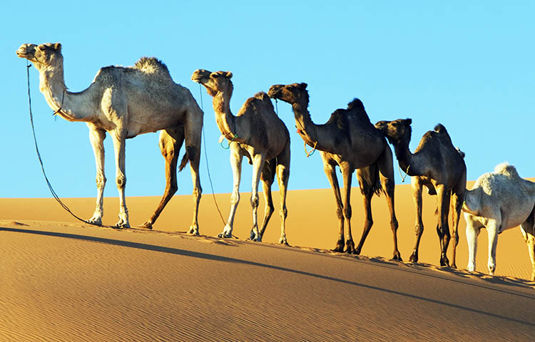 Por que los camellos tienen jorobas