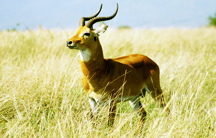 flora y fauna de Costa de Marfil