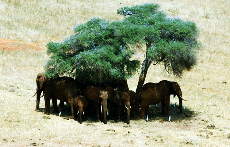 flora y fauna de Kenia