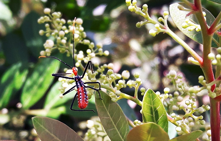 flora y fauna de Liberia