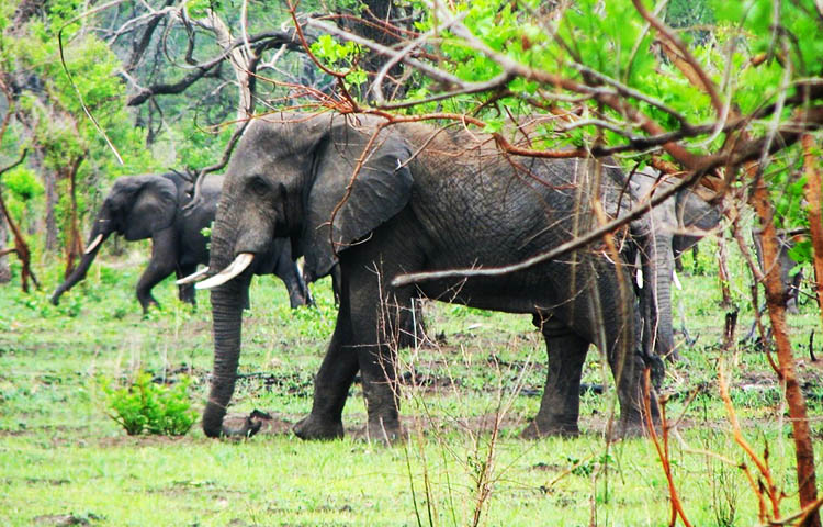 flora y fauna de Malawi