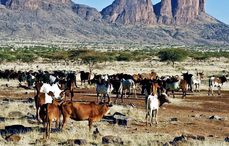 flora y fauna de Mali